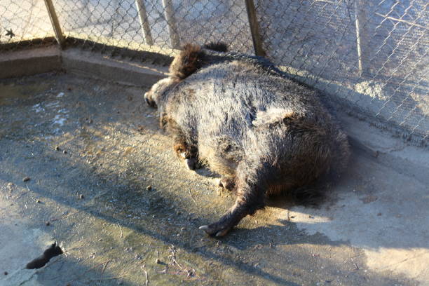 Wild Boar's Rest: Serenity in Nature's Embrace