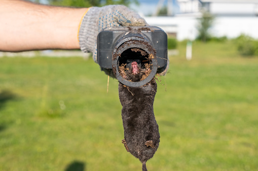Mole in a trap in the hands of a gardener against the backdrop of a lawn, close-up image