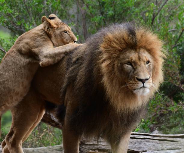 istock Male lion with cub 2029695561