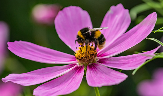 A Bumblebee on a Cosmos flower head, in a garden in Cornwall, UK.