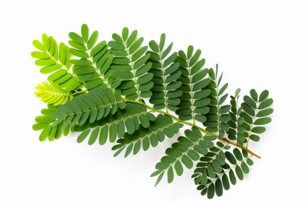 istock Tamarind leaves on white background. Top view 2029696614