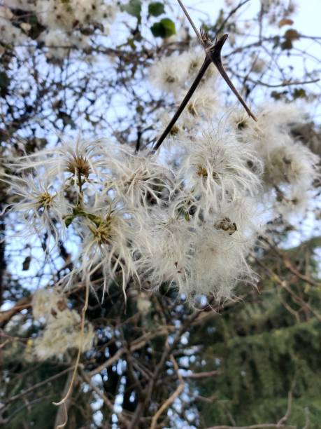 istock Unexpected Bloom: Dandelion Finds Home on Tree Branch 2029704728