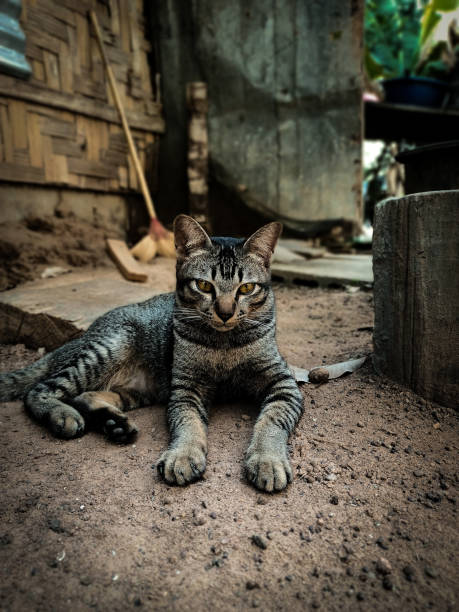 istock Thai breed of cat 2029705279