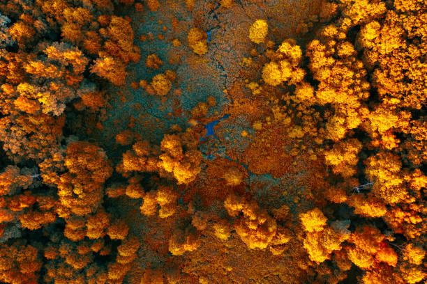 Droning Through Fall: A Forest in Amber Hues