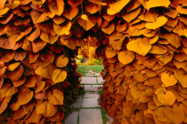 Gilded Gateway: An Arch of Twisted Plants in Autumn's Glow