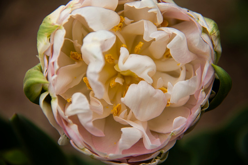 eustoma flower close up as background