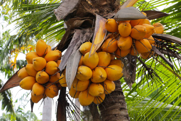 istock Yellow coconut fruits on coconut tree 2029713327
