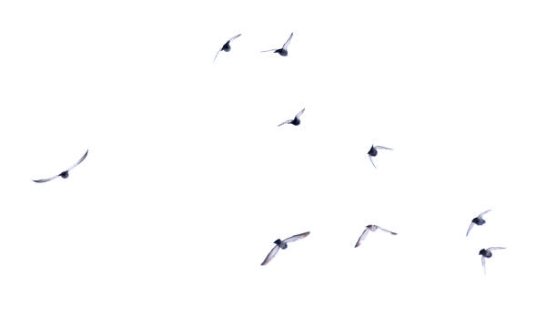 istock Pigeons in flight isolated on a white background 2029735792
