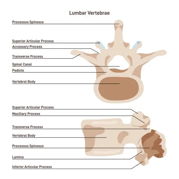 Vector illustration of Lumbar vertebra. The largest segments of the vertebral column