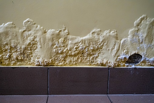 A damaged wall showing signs of moisture and mold buildup requiring immediate repair and maintenance