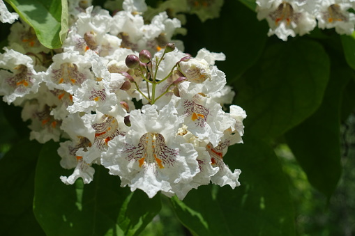 Buds and flowers of blossoming Catalpa bignonioides tree in June