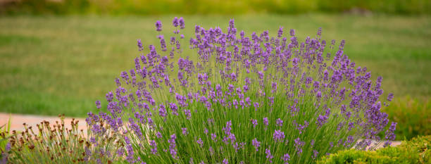 istock Lavender Dreams: Blossoming Bushes Paint a Purple Paradise 2029752767