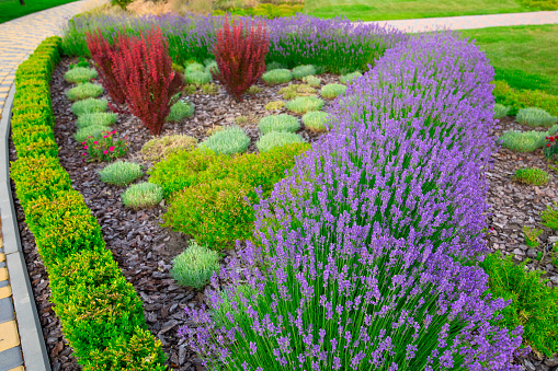 Flowers in lush gardens of color, with manicured lawn.