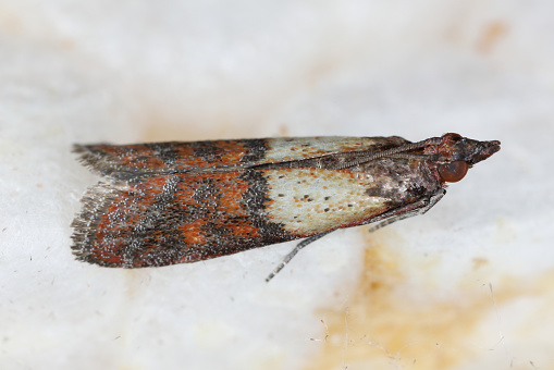 Indian meal moth or mealmoth (Plodia interpunctella) moth of storage pest in store.