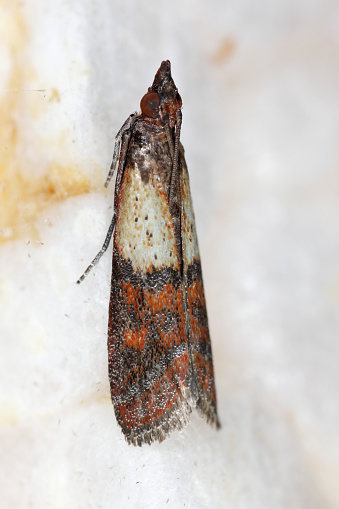 Indian meal moth (Plodia interpunctella), imago.