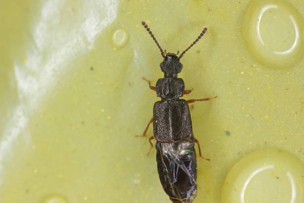 escarabajo tony rove (staphylinidae) del género omalium. - asnillo fotografías e imágenes de stock