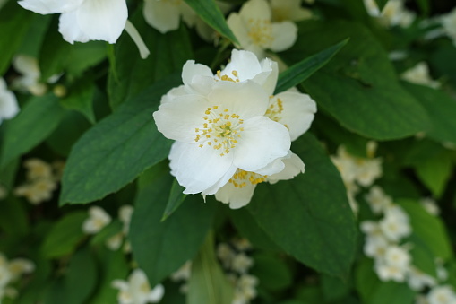 Closeup of white flowers of Philadelphus coronarius in mid June