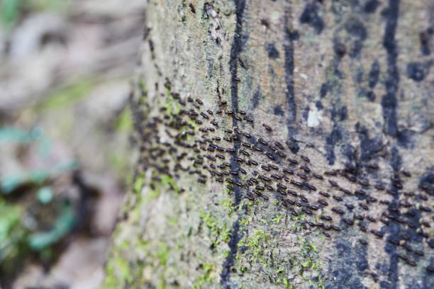 Close-up of black termites on tree