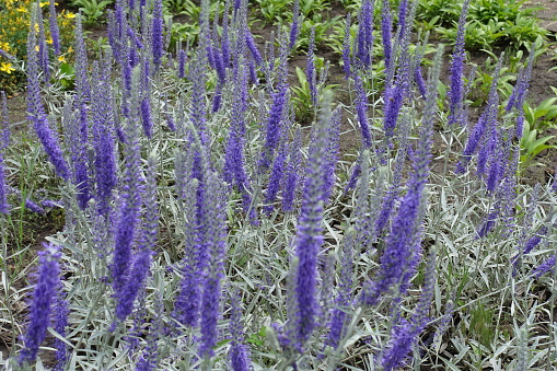 Bloom of Veronica spicata incana in mid June