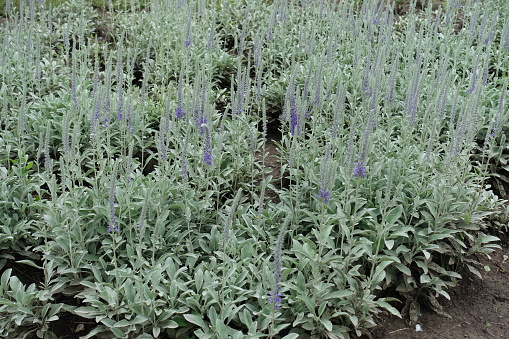 Buds and purple flowers of Veronica spicata in mid June