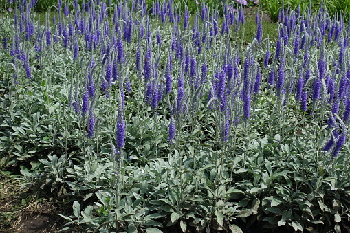 Countless purple flowers of Veronica spicata incana in mid June