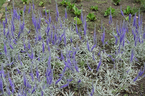 Florescence of Veronica spicata incana in mid June