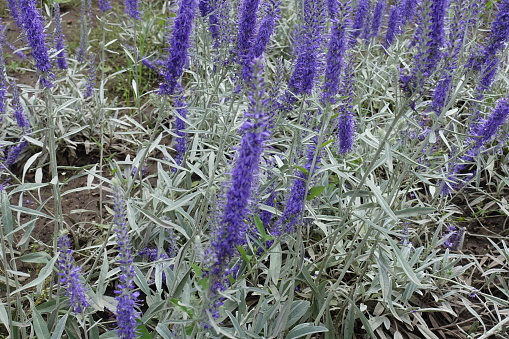 Grey foliage and purple flowers of Veronica spicata incana in mid June
