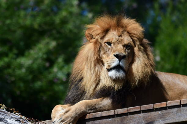istock Male lion in Melbourne zoo Australia 2029763326
