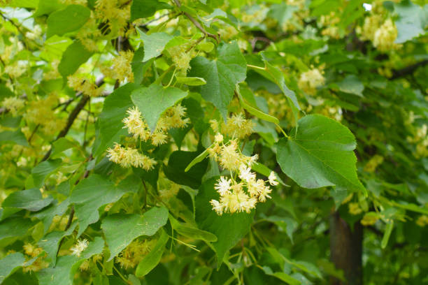 Ample amount of flowers in the leafage of linden tree in June Ample amount of flowers in the leafage of linden tree in June tilia cordata stock pictures, royalty-free photos & images