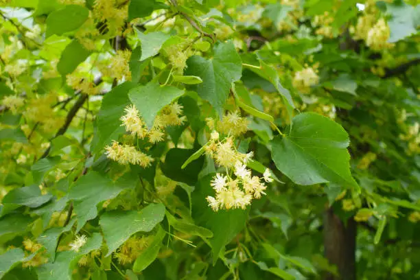 Photo of Ample amount of flowers in the leafage of linden tree in June
