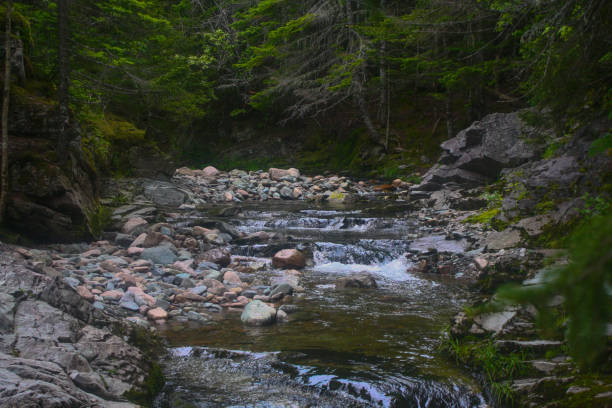 istock Serene creek meandering through a forest among rocks and trees 2029766603