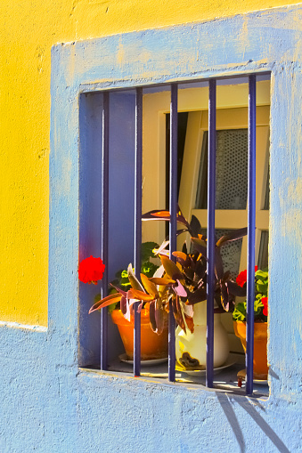 Close up view,of blue window with bars, yellow painted wall, flower pots and red flower.