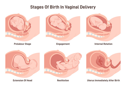 Stages of baby birth in vaginal delivery. Fetus movement during the labor. Biology and gynecology. Flat vector illustration