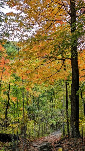 istock Beautiful forest in Montreal 2029774459