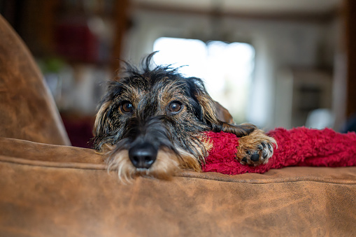 Beautiful wire haired dachshund resting at couch