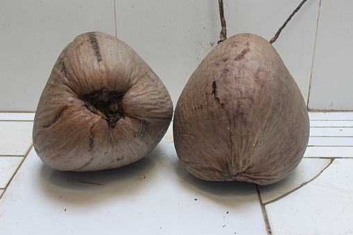 mature coconut (Cocos nucifera) with brown skin. Old coconuts are often extracted from coconut milk for various foods and dishes