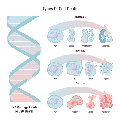 Cell death types: general differences between cell death processes. Necrosis, apoptosis and oncosis. DNA damage and cell destruction. Flat vector illustration