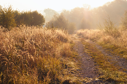 Beautiful path, in the middle of the grass in warm colors. Sun's rays stretch over the path. Static video.