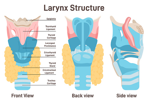 Larynx anatomy. Anterior trachea parts. Cartilaginous skeleton with trachea thyroid cartilage and thyroid gland with captions. Front, side and back view. Flat vector illustration