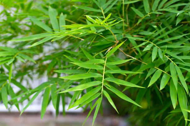 istock Bamboo leaves. Bamboo tree in the garden 2029796911