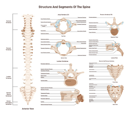 Human spine structure set. Vertebral column medical education poster. Cervical, thoracic and lumbar vertebrae segments, sacrum and coccyx. Flat vector illustration