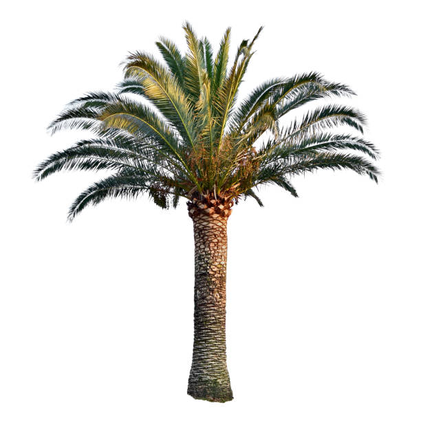 tropical plant clipart.