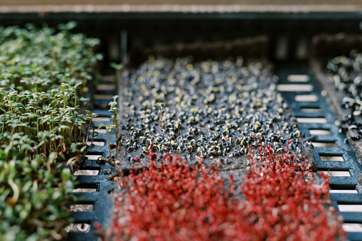 Small sprouts of onion microgreens sprouting in a box next to arugula and red radishes. High quality photo