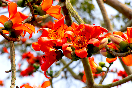 The Bombax ceiba tree, also known as the silk cotton tree or Shimul in Bangladesh, bursts into vibrant blooms during the spring season.