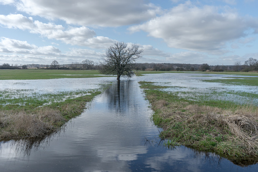 Landscape with flooded meadows and a single, bare tree in the Altmark, Saxony-Anhalt, Germany