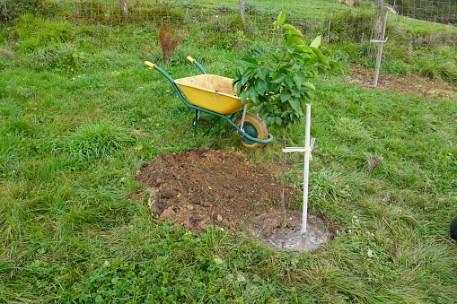 lemon tree recently planted in the garden with a stake to grow straight, in the background a wheelbarrow and freshly watered.