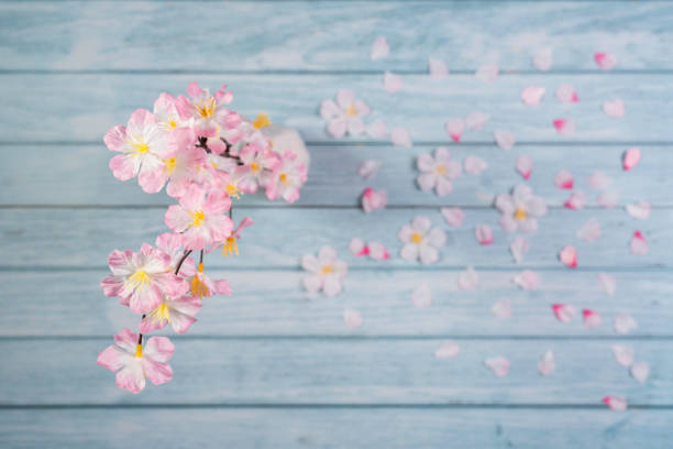 Background material of cherry blossoms, overhead view photography