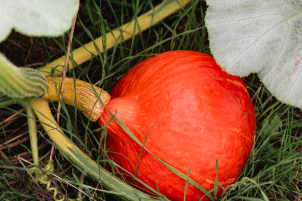 Red kuri squash or onion squash in an ecological garden, cucurbita maxima