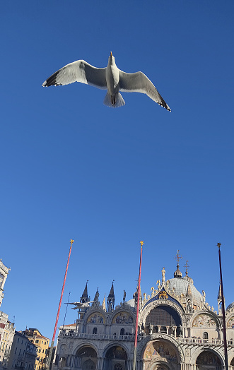 Seagull in the blue clear sky in Piazza San Marco in Venezia