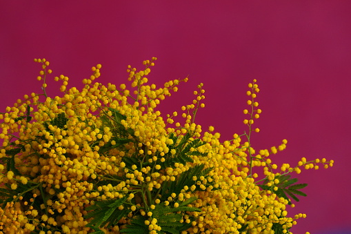 Mimosa in front of a pink wall, flower market, Cours Saleya, Nice, French Riviera, Alpes-Maritimes